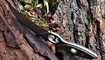 kerambit sanrenmu s615 gearbest