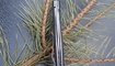 Нож Kizer V4478A2 Velox8