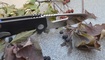 Нож Kizer V4461A1 Kesmec9