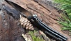 nozh ckf morrf-1 replica kharkov