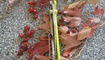 Realsteel H5 Gerfalcon 7753 Киев