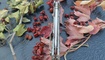 Нож Kizer Ki4469A1 Shoal1