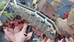 Нож Kizer Ki4469A1 Shoal13