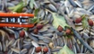 Нож Y-START JIN02 orange10