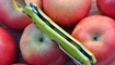 Нож Y-START JIN04 fruit green2