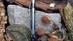 Нож Spyderco Military C36 Украина
