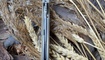 Нож Bestech Knives Lion biege отзывы